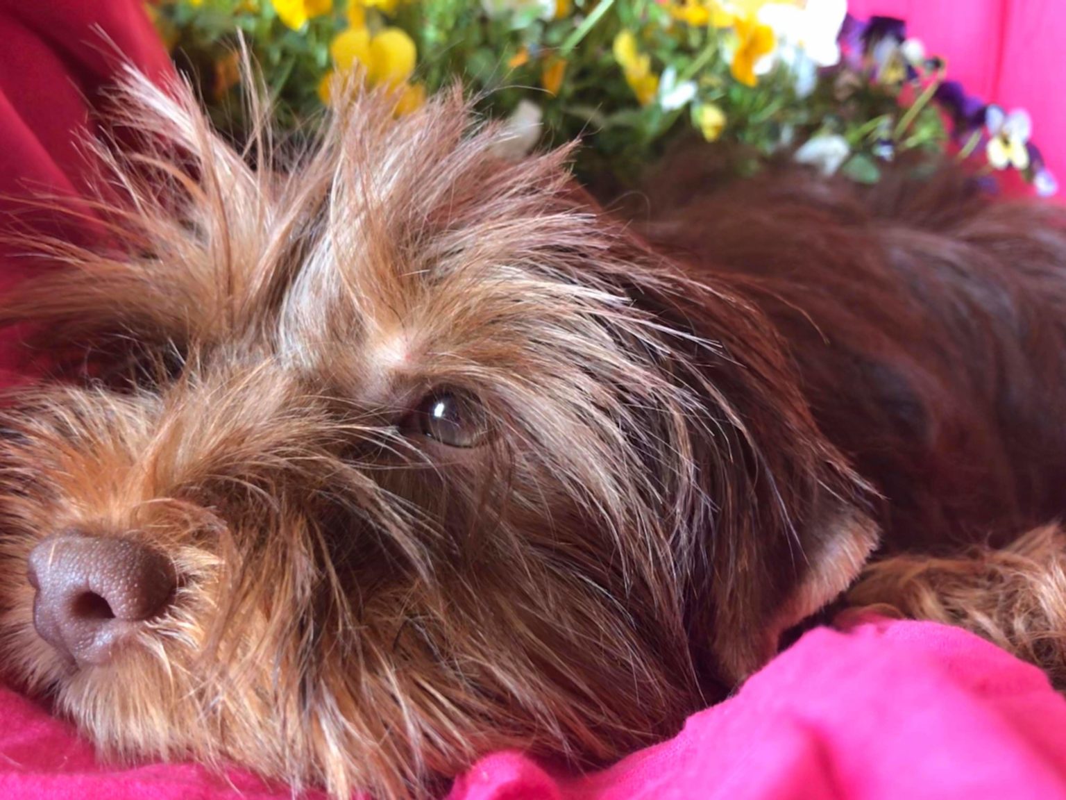 LOLA Yorkshire F 5 Mois Adopt e Mars 2020 Les Ptits Coeurs