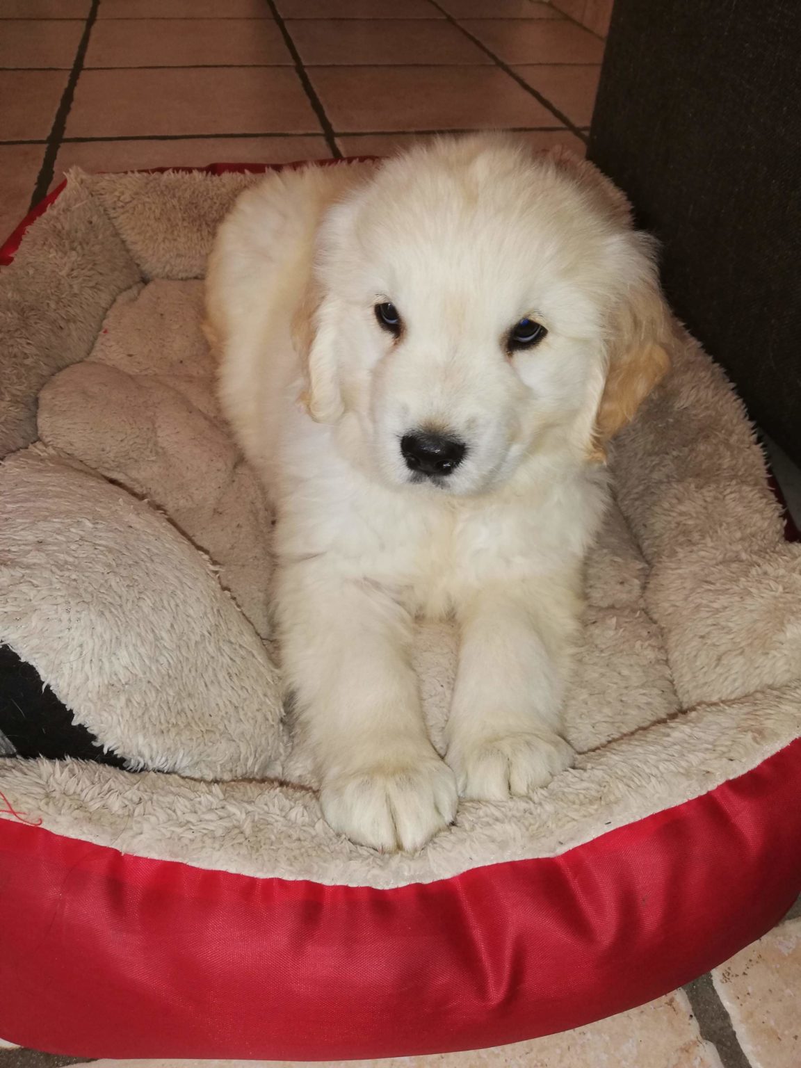 REIKA, Golden Retriever F, 2 mois adoptée juin 2020 Les Ptits Coeurs REIKA, Golden Retriever F, 2 mois adoptée juin 2020 Les Ptits Coeurs