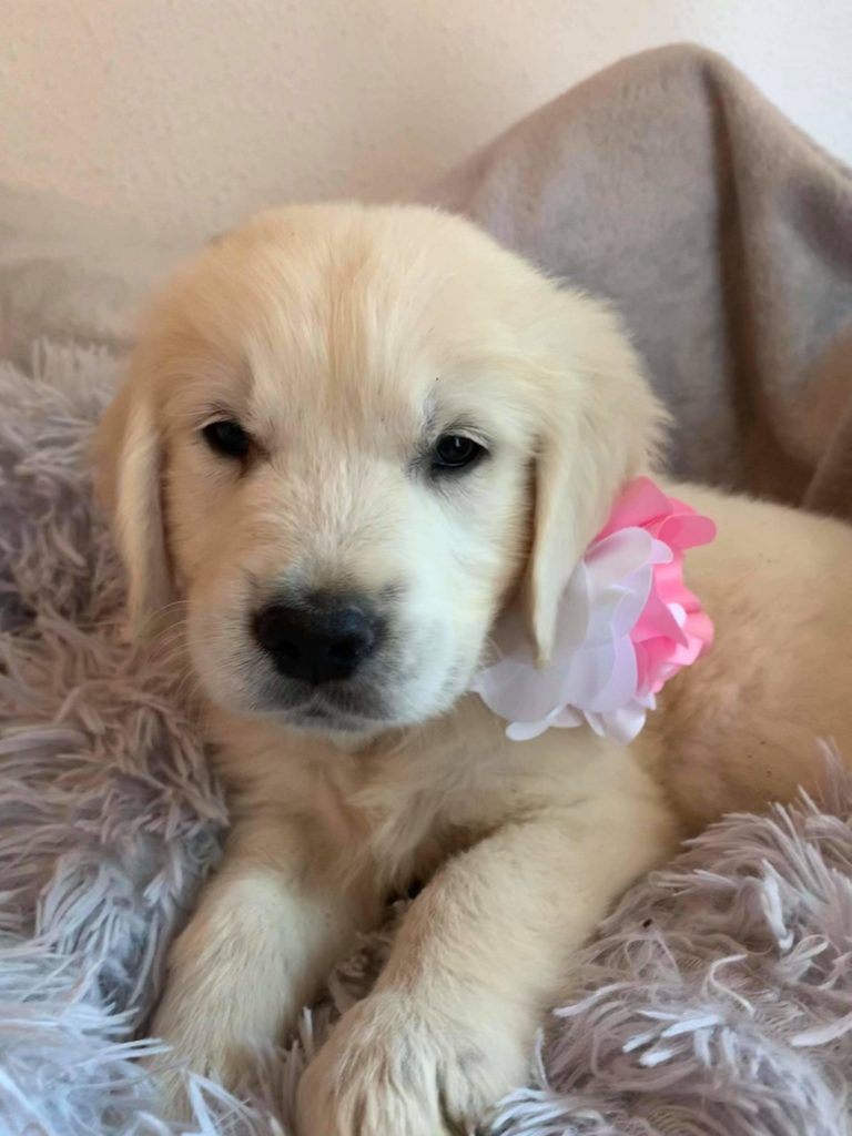 RUMBA, Golden Retriever F, 2 mois adoptée octobre 2020 Les Ptits Coeurs