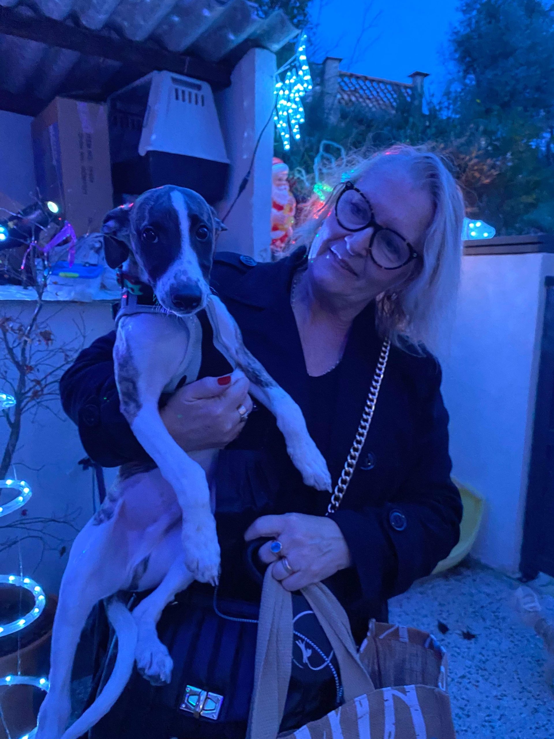 SIRIUS Whippet M 3 Mois Adopt D cembre 2021 Les Ptits Coeurs