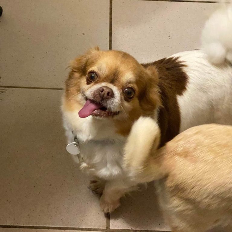 JINY Chihuahua F 6 Ans Adopt e Janvier 2022 Les Ptits Coeurs
