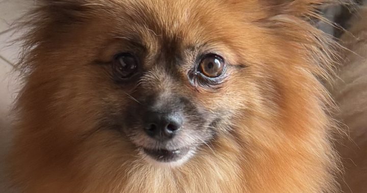 paloma 6 ans